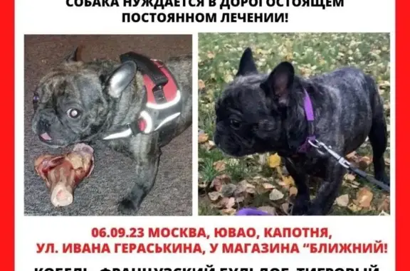 Пропала собака Москва, Французкий бульдог БУЧ
