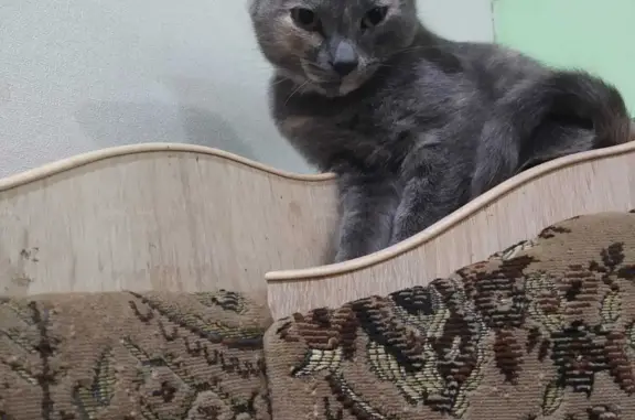 Найдена кошка ул. Ленина, 17, Скопин