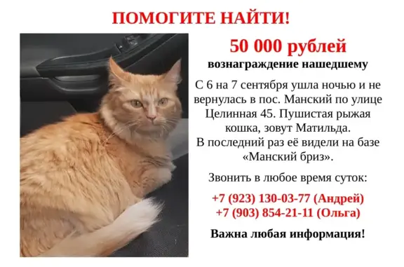 Пропала рыжая кошка в Манском, Красноярский край