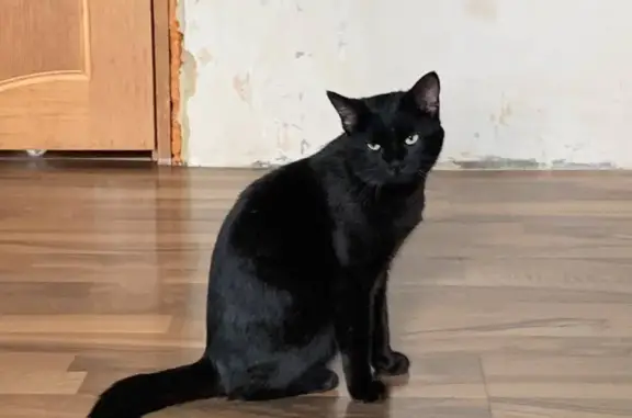 Найдена кошка на 2-й Садовой, Саратов