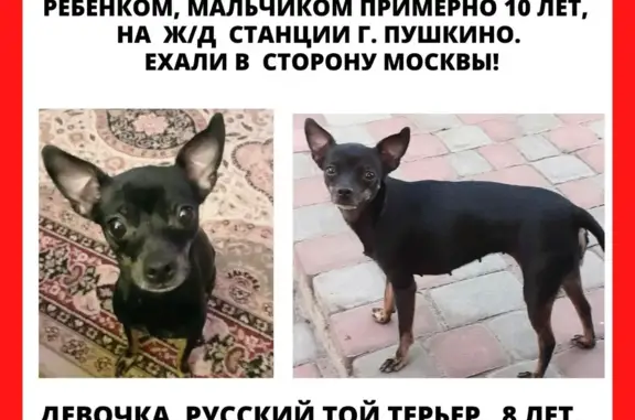Пропала собака: черная русская той, Вокзальная ул., Пушкино