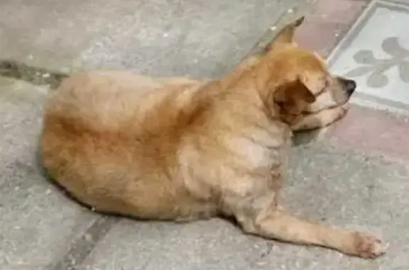 Пропала собака в Никитском спуске, Крым