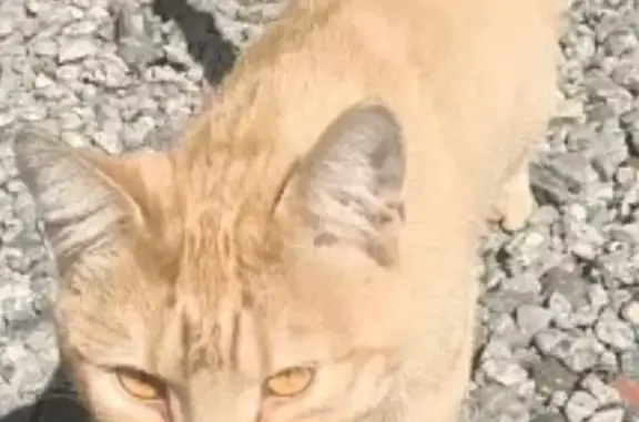 Найден рыжий кот, ул. Островского, Барнаул