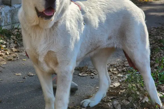 Найдена собака Белая сука САО, 4-й проезд