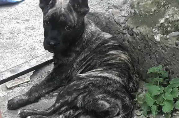 Найден щенок французского бульдога в Бийске