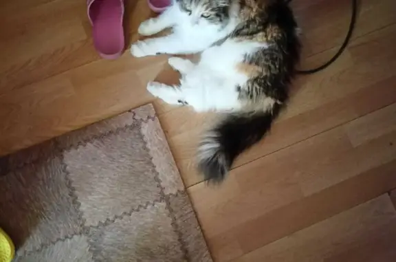 Пропала трёхцветная кошка в Отрадном, Ленинградская обл.