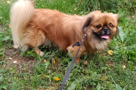 Собака Пекинес найдена на ул. Республики, 200А, Тюмень