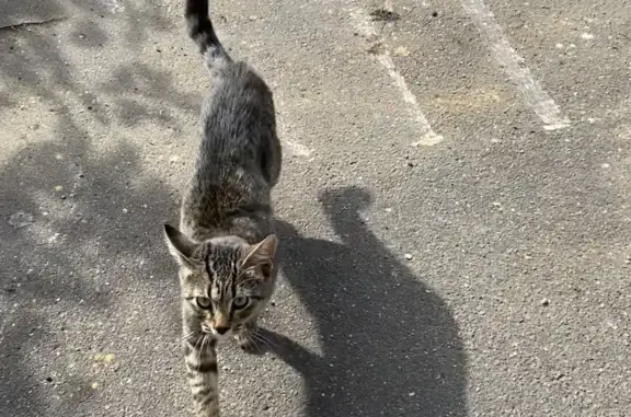 Ласковый и истощенный кот найден на Школьной улице, 53, Видное