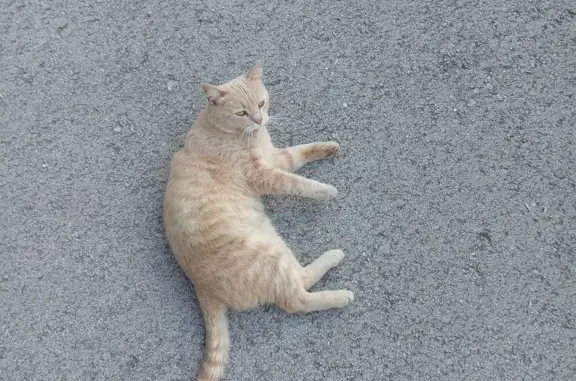 Найден ласковый персиковый кот на ул. Генерала Маргелова, Тула