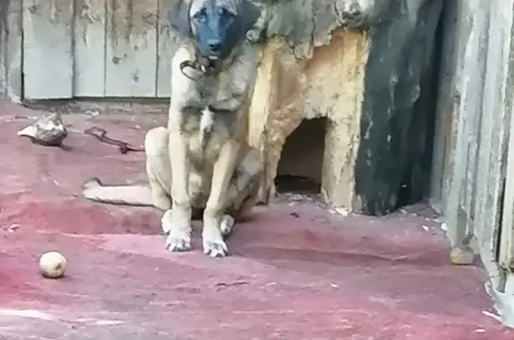 Собаки потеряшки, Нижний Новгород, фото: Потеряшка собака Дейзи на ул. Тимирязева, Нижний Новгород