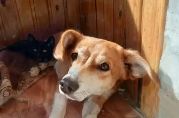 Найдена собака и кошка около трассы в Татарстане, отдаем в хорошие руки