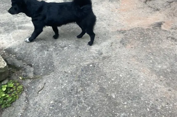 Найдена собака: ул. Алексея Реброва, Кисловодск