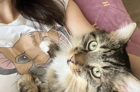 Кошки потеряшки, Санкт-Петербург, фото: Потеряшка кошка, синий ошейник, +79119532888, СПб