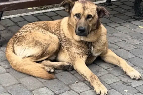 Собака сорвалась с цепи в парке Гагарина, ищет хозяина