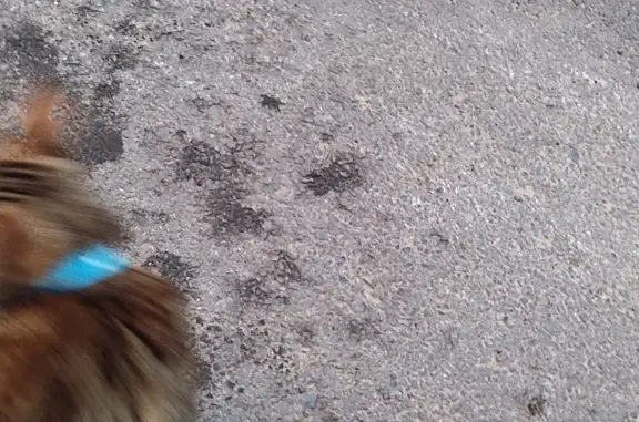 Найдена кошка с ошейником Nike на ул. Калинина, Таганрог
