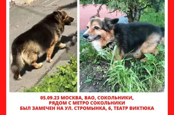 Пропала собака, Песочный переулок, Москва