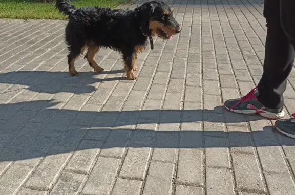Найдена собака на ул. Мира, 20, Мытищи