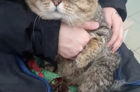 Старенький кот ищет дом в Казани ☎89673667513