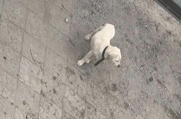 Собака найдена: Дальняя улица, 14, Брянск
