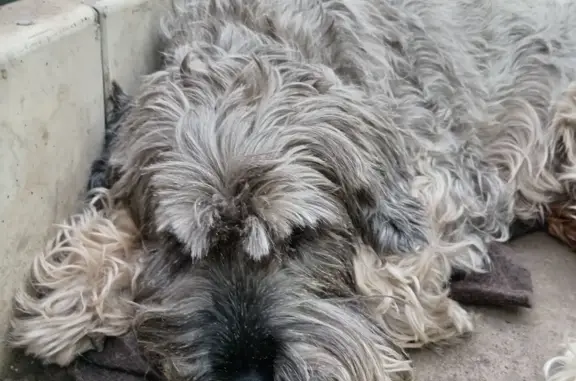 Собака Шнауцер найдена на Шоссейной ул. в Усть-Кинельском