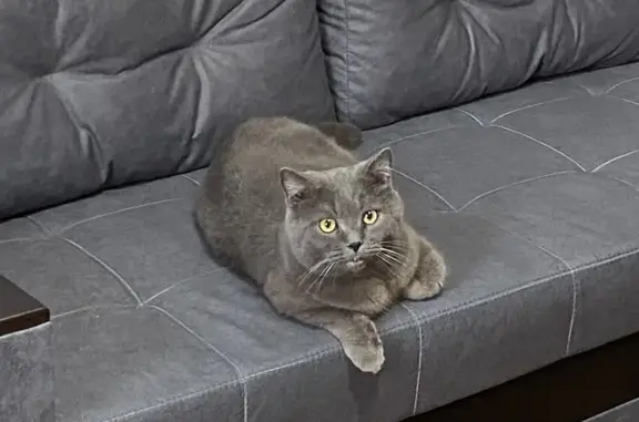 Пропала кошка: Кот, серый окрас, Ген. Острякова 228