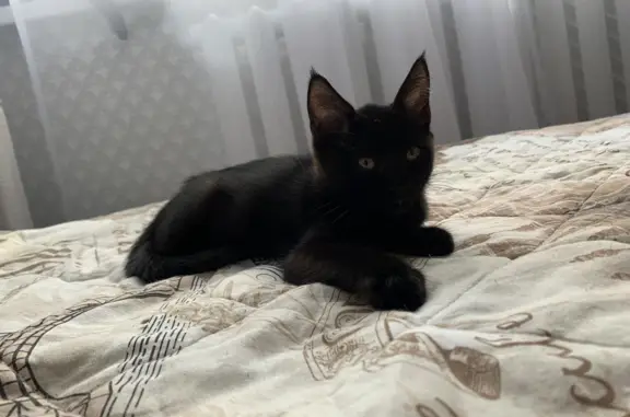 Найден черный котенок на ул. им. ген. Штеменко, Волгоград