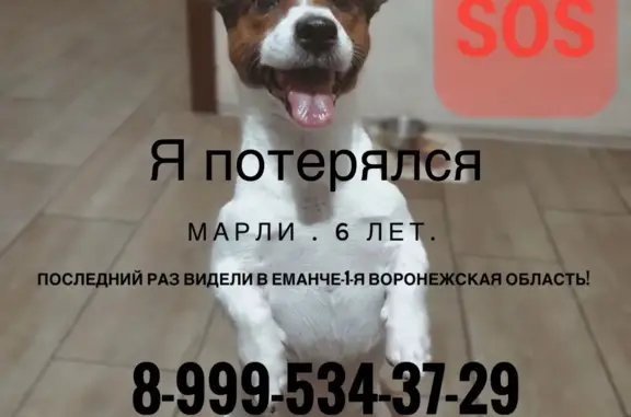 Пропала собака Марли в Малышево, Воронежская область
