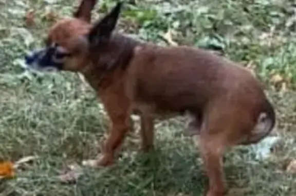 Пропала собака в Таганском районе, ул. Нижегородская