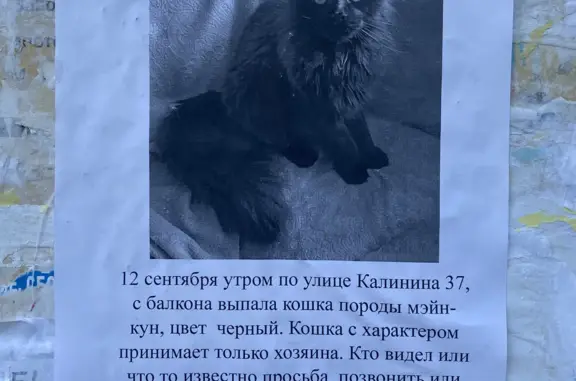 Пропала кошка: ул. Калинина, 37, Ярославль