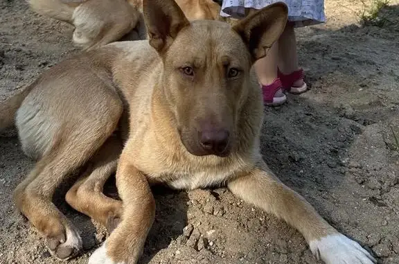 Пропала собака Рыжий окрас, кличка «РЫЖИЙ», Большеклочковское сельское поселение