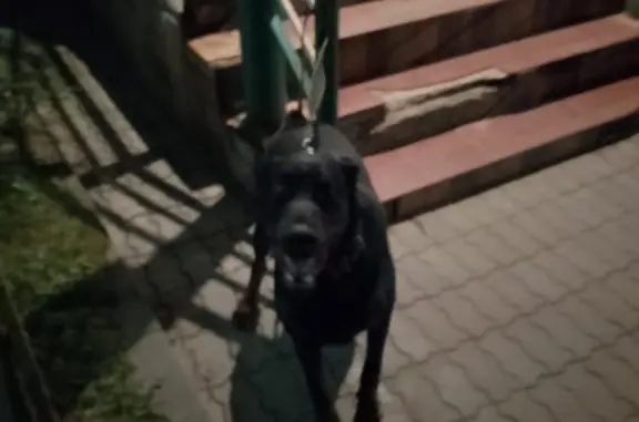 Собака Доберман найдена на Московской улице, 17