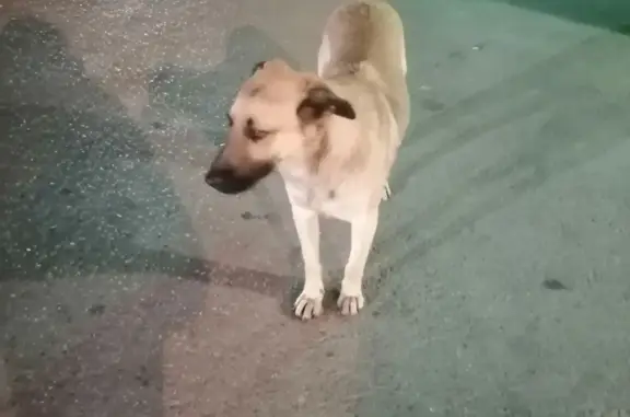 Найдена собака на Красноармейской ул.