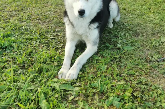 Собака Хаски найдена на Церковной горке, Чехов