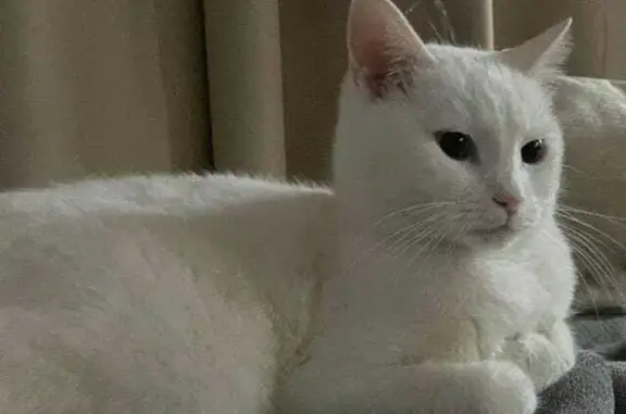Пропал белый кот: Болтино-Подрезово, Мытищи