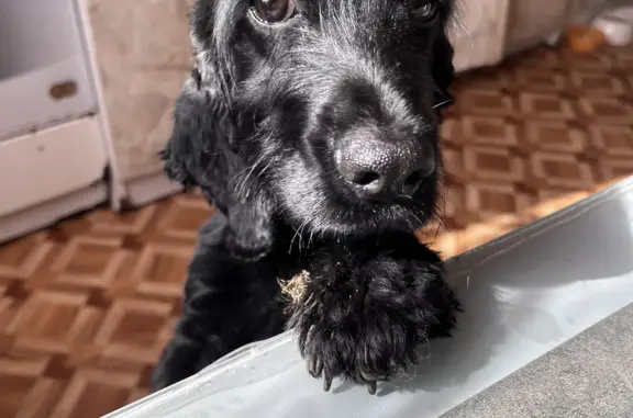 Потерянная собака, черный окрас, Липецкая область