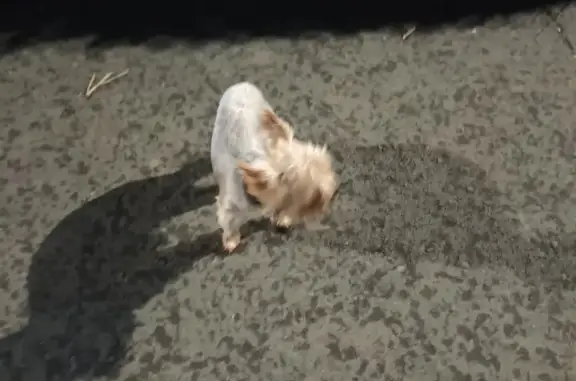 Пропала собака Мальчик на Орской улице, 117