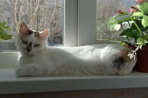 Пропала бело-черная кошка возле М4, Каменск-Шахтинский