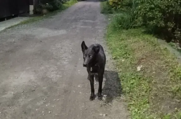 Собака метис овчарки найдена в лесу, ул. Строителей