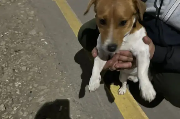 Собака Джек Рассел терьер найдена на Масловской улице