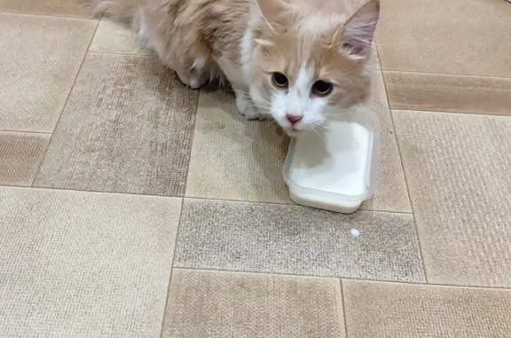 Найдена кошка Молодой кот, рыжий с белым
