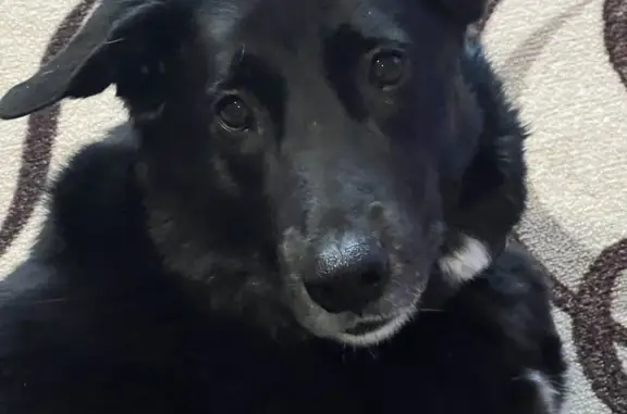 Пропала собака Кобель на пр. 60-летия Октября, 105Б, Хабаровск