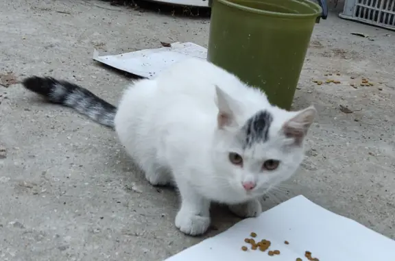 Найден кот-подросток в Бердске, ул. Ломоносова, 32