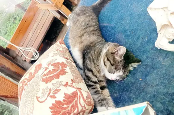 Пропала кошка с полосатым окрасом на Новой Разводной