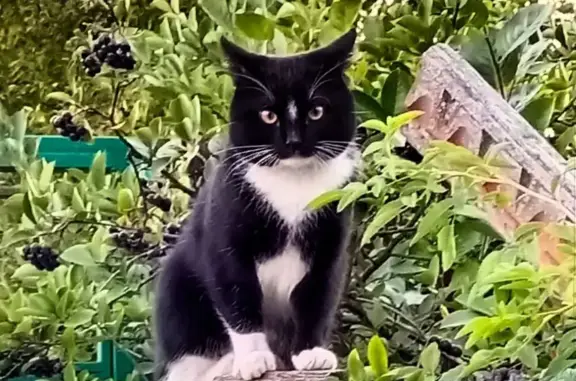 Пропал черно-белый кот в Тополином, Московская обл.