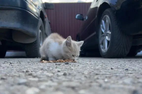 Найдена голодная кошка на ул. Островского, 14