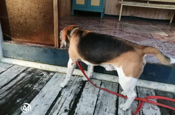 Найдена собака Пёс в Константиновском сельском поселении
