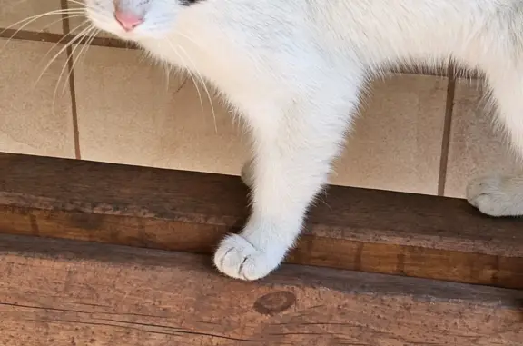 Найдена трехцветная кошка на Ивановской улице, 1Г, Кохма