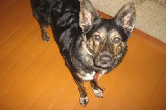 Пропал собака Грей. Найдено в Пчёвжинском сельском поселении, Ленинградская область