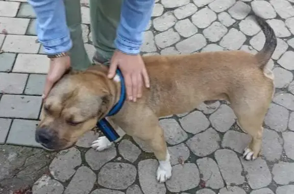 Найдена собака в районе базы отдыха Хоста Рика, нужны хозяева