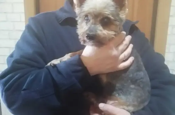 Собака найдена: Гурьянова 3, Москва